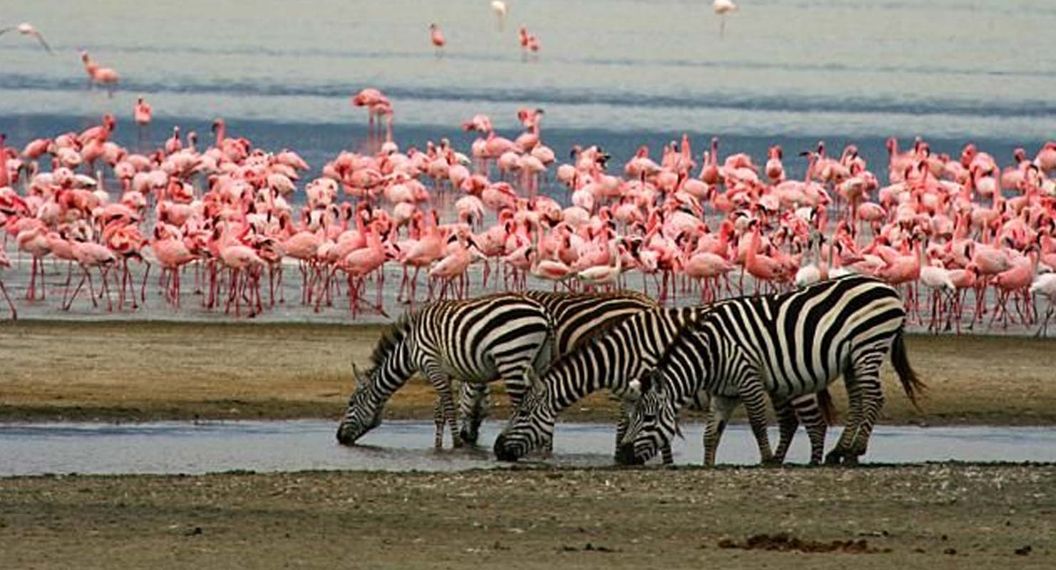 Flamingos on Lake Manyara with the Rift Valley escarpment behind