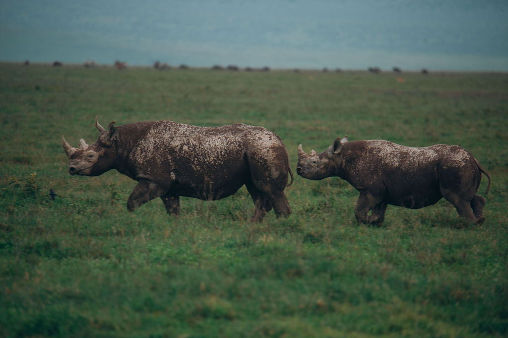 Pair of black rhino walking across the green crater floor