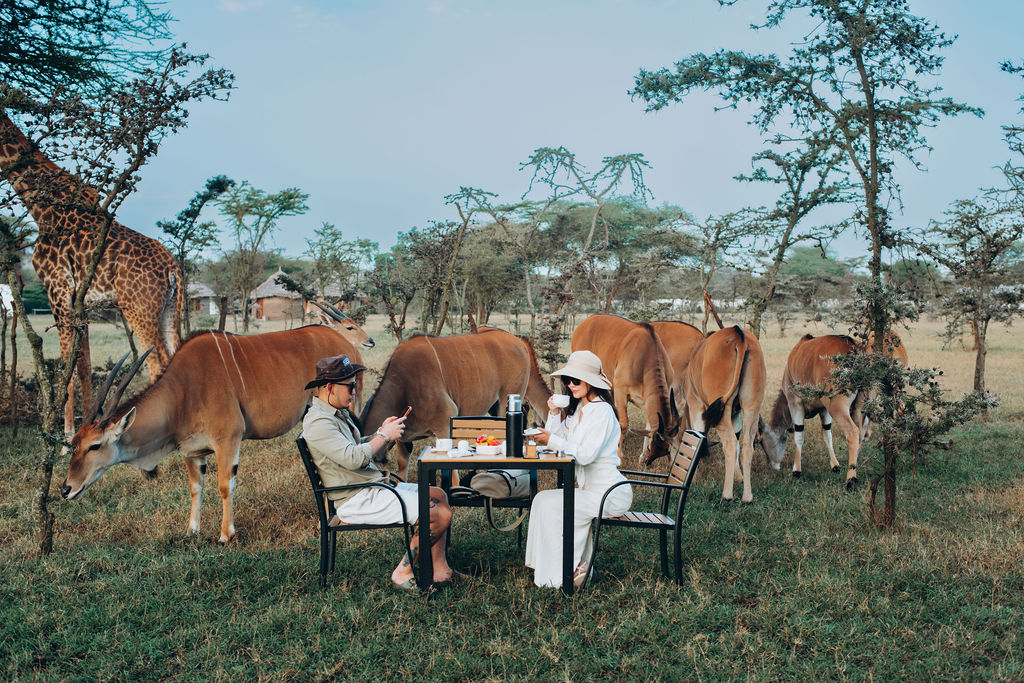A table set for bush breakfast with giraffe and eland grazing close by
