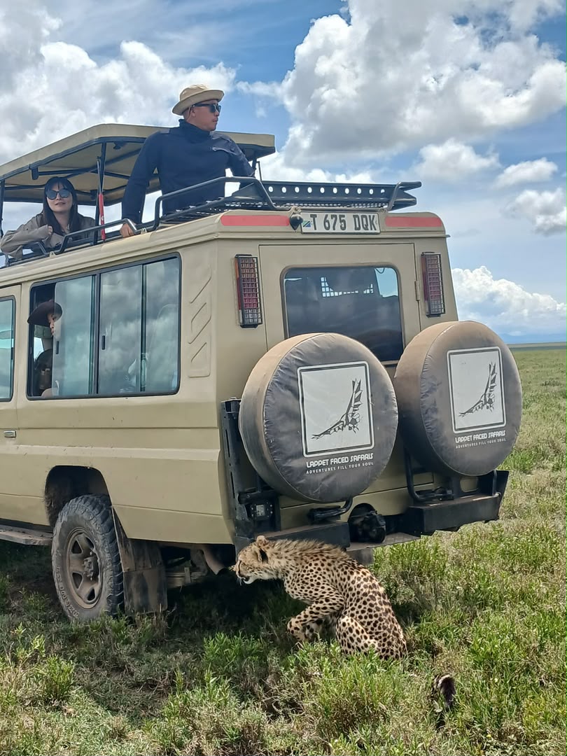 Cheetah in the grass beside a Lappet Faced Safaris vehicle