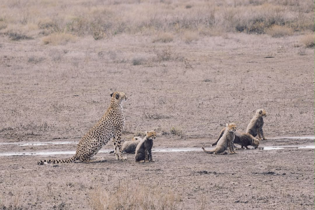 Cheetah family resting on open ground