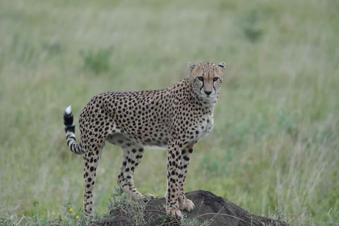 Cheetah standing on a termite mound scanning the grassland