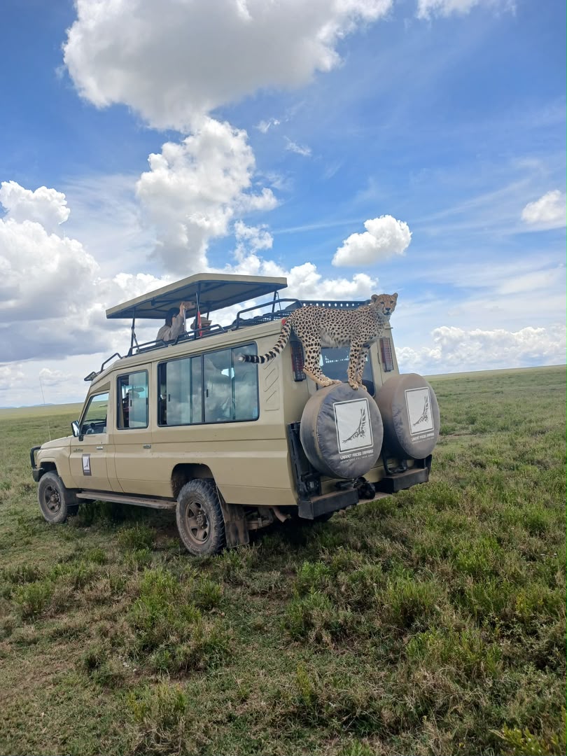 Cheetah on the roof of a safari vehicle on open grassland