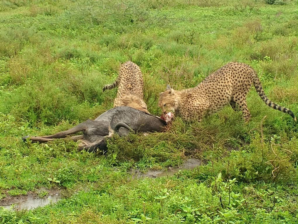 Two cheetahs feeding on a kill in green grass