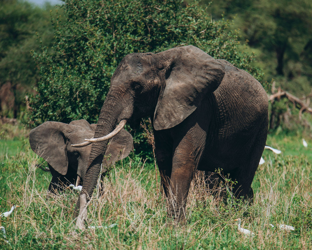 Elephant and her calf feeding in long grass