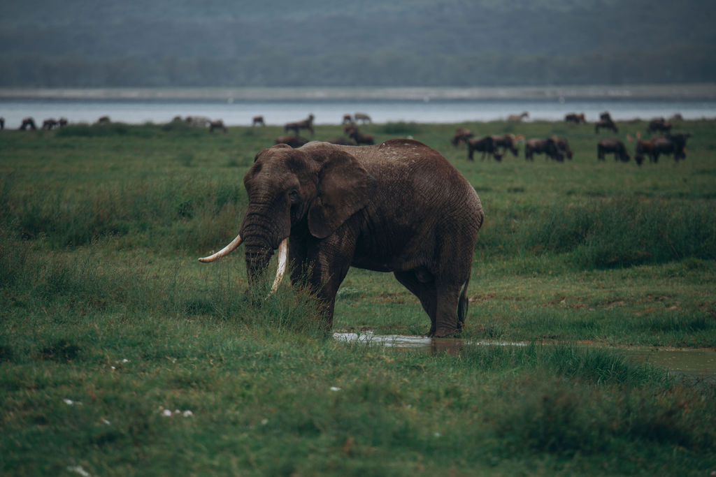 Elephant bull drinking at the edge of a lake with herds beyond