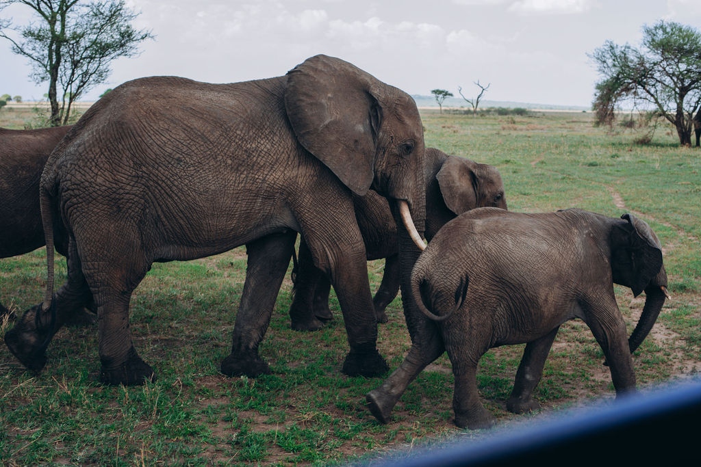 Elephant family walking together across open plains