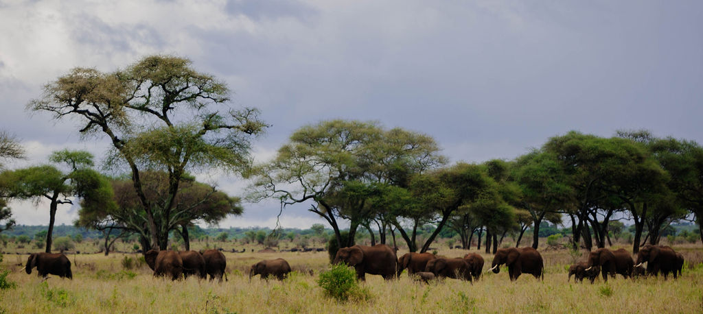 Elephant herd moving through a wide belt of acacia woodland