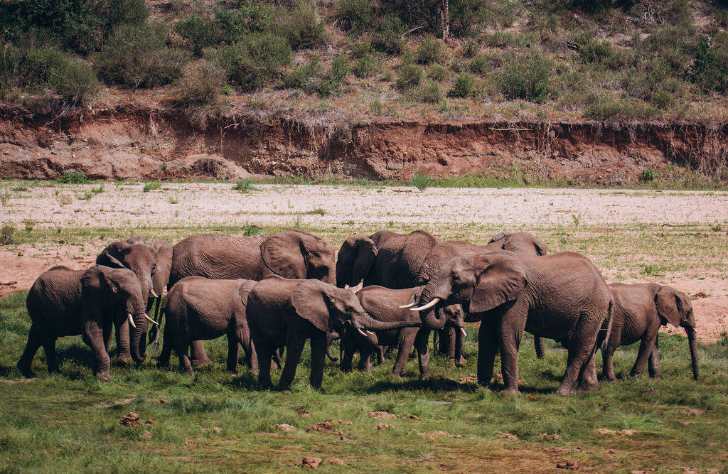 Elephant herd gathered along a red earth riverbank