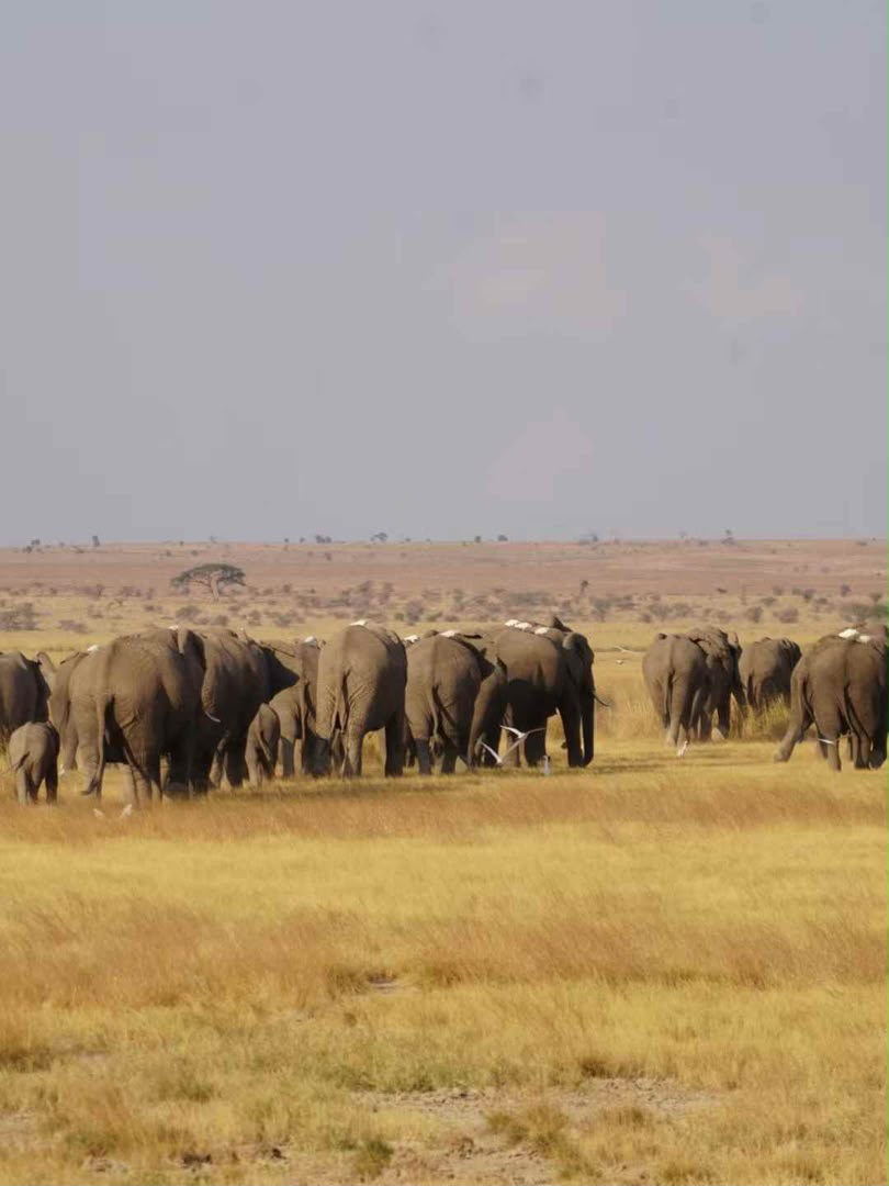 Large elephant herd crossing golden open plains