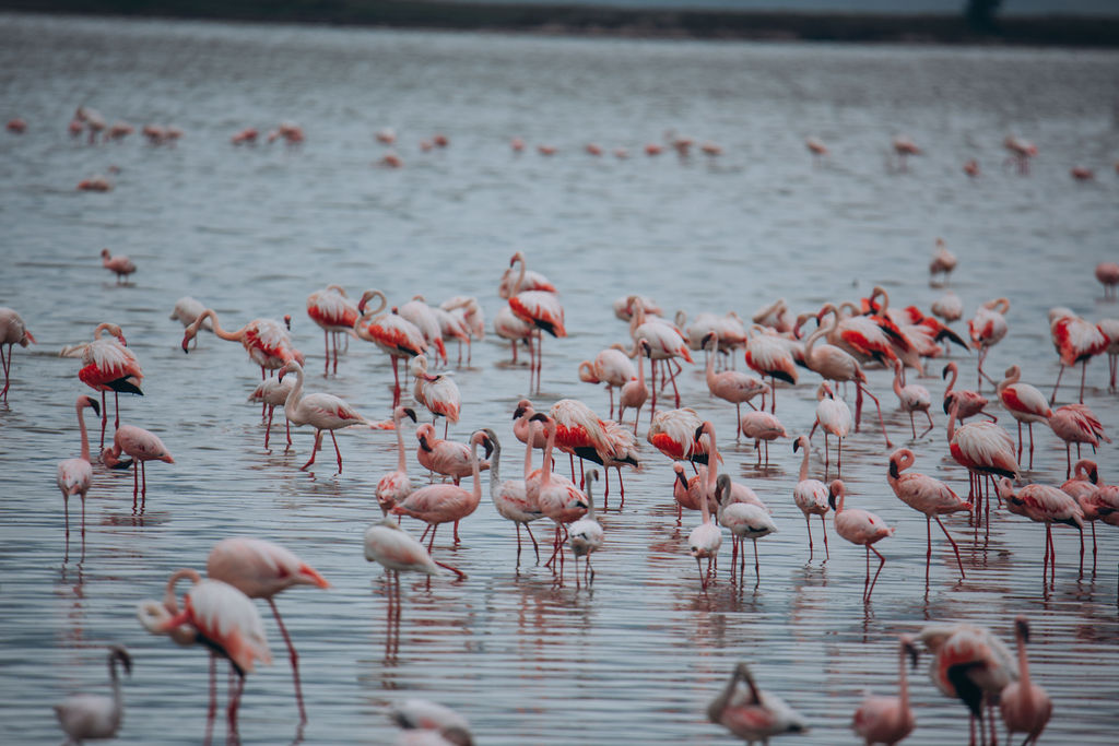 Dense flock of flamingos wading on a soda lake