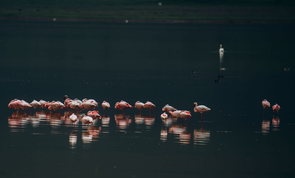 Flamingos feeding on a stretch of dark still water