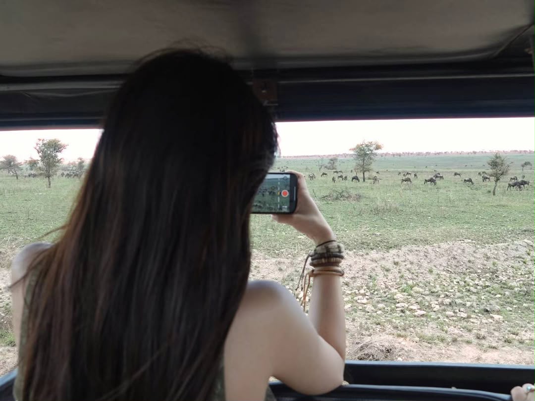 Guest photographing a wildebeest herd from the window of a safari vehicle