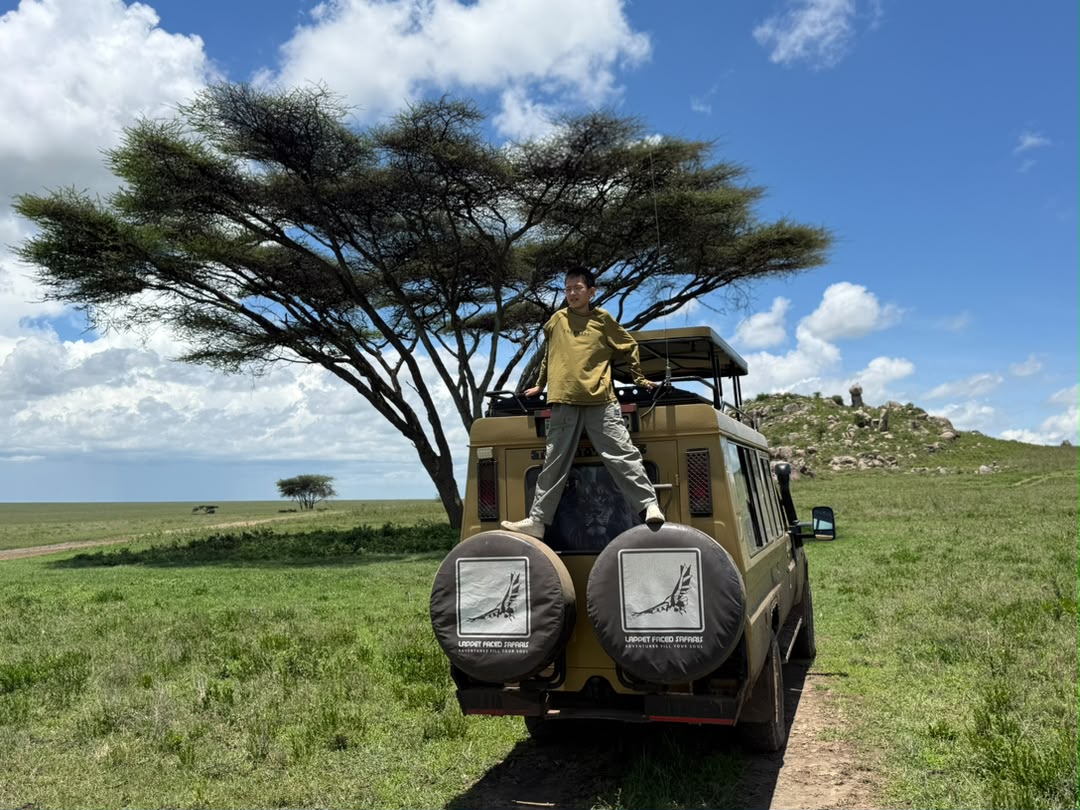 Safari vehicle and guide beneath a spreading acacia with a kopje behind