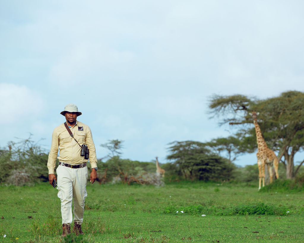 Lappet Faced Safaris guide walking in the open with giraffes behind him