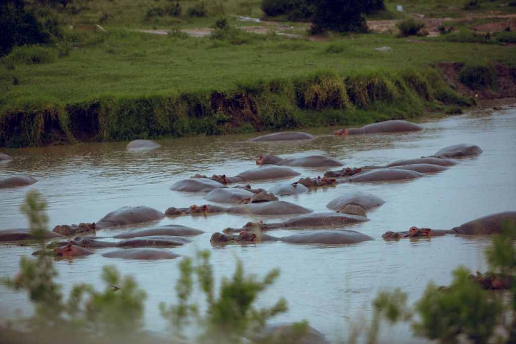 Hippos crowded together in a bend of a muddy river