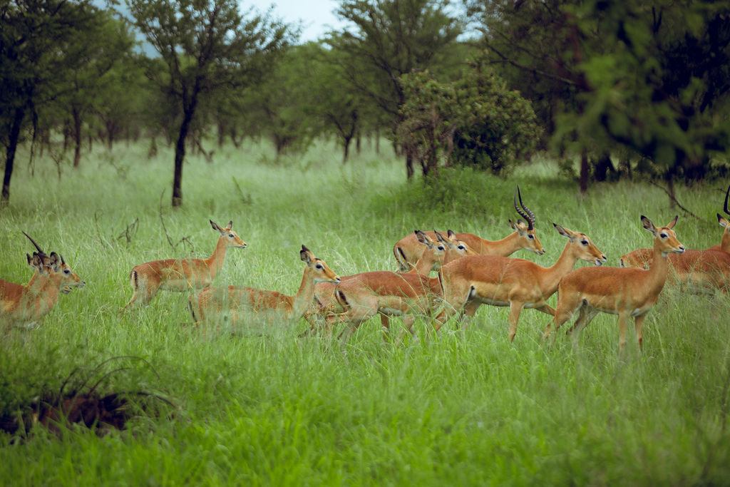 Impala herd moving through green woodland