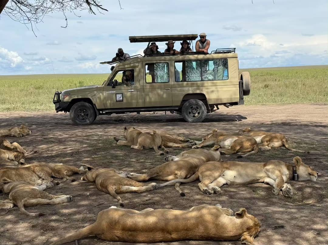 Large lion pride sprawled asleep beside a safari vehicle