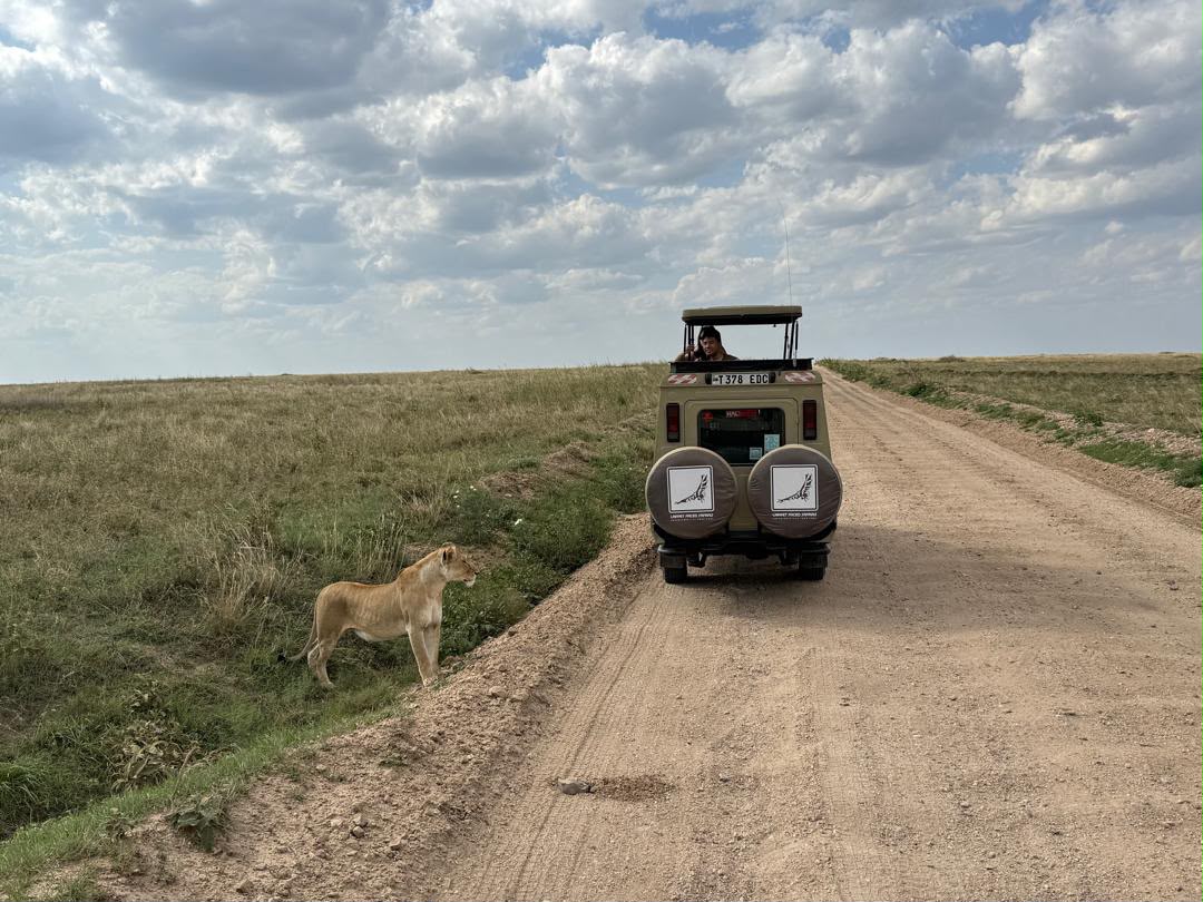 Lion cub on the track ahead of a safari vehicle