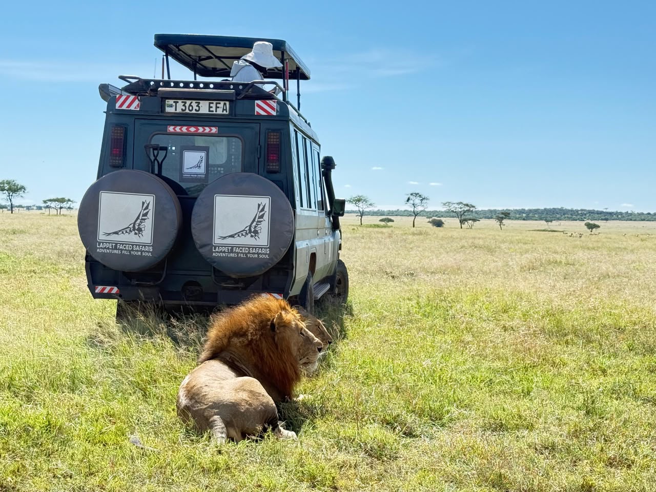 Male lion beside a safari vehicle with the plains stretching to the horizon