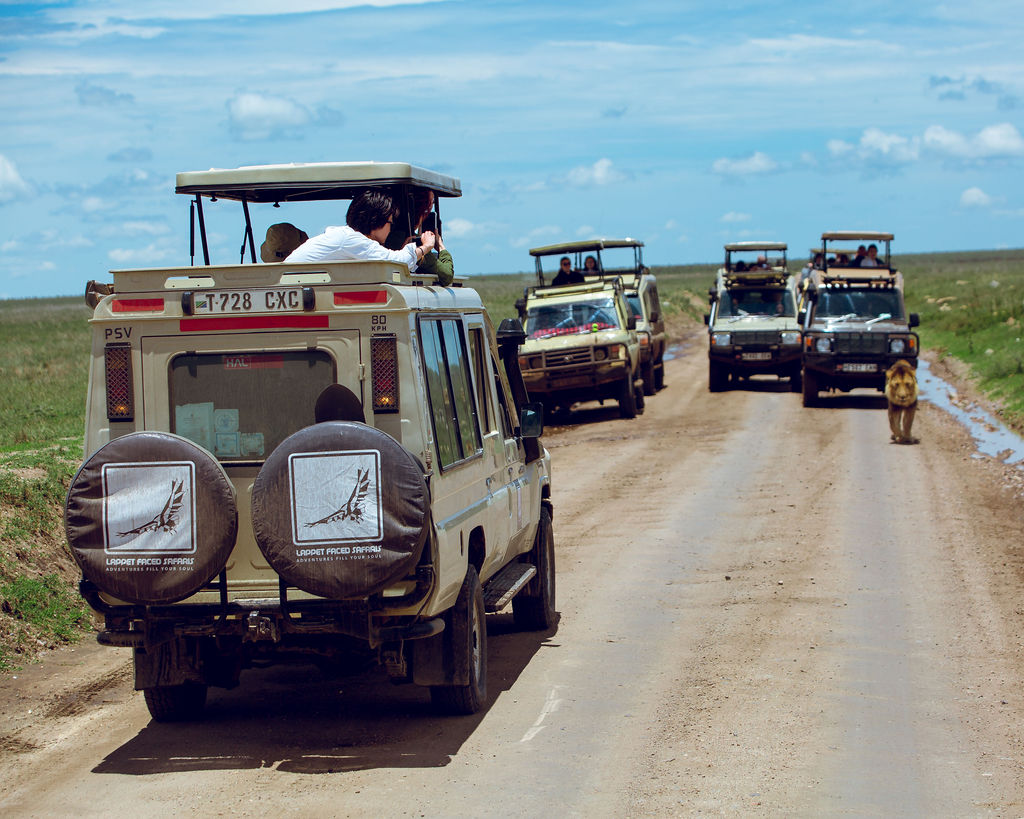 Lion walking down the road past a line of safari vehicles