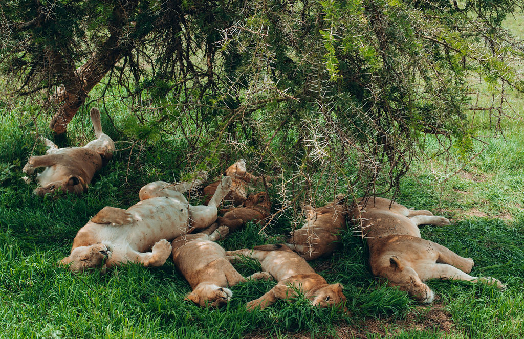 Lion pride sprawled asleep in the shade of a tree