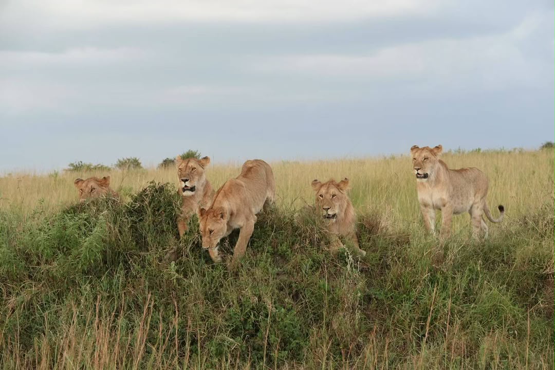 Pride of lionesses moving through tall grass