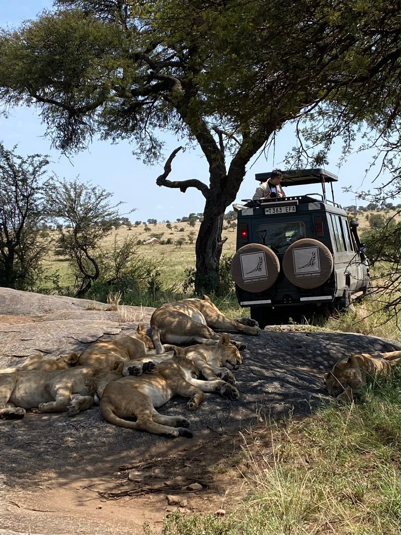Lion pride resting on a rock outcrop beside a safari vehicle