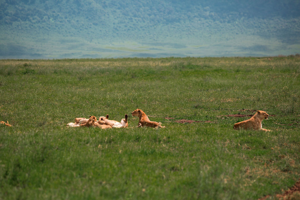 Lion pride resting on the open green floor of the crater
