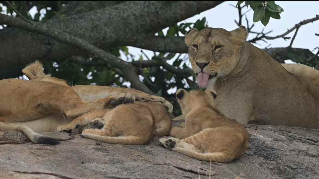 Lioness resting on a rock with her cubs beside her