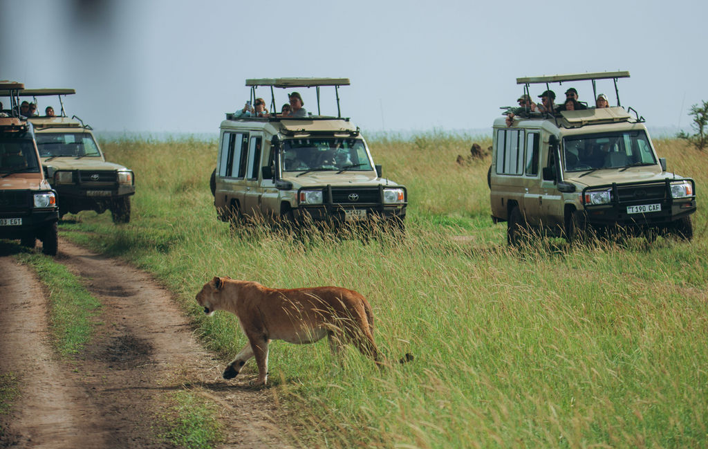 Lioness walking across the track in front of a line of safari vehicles