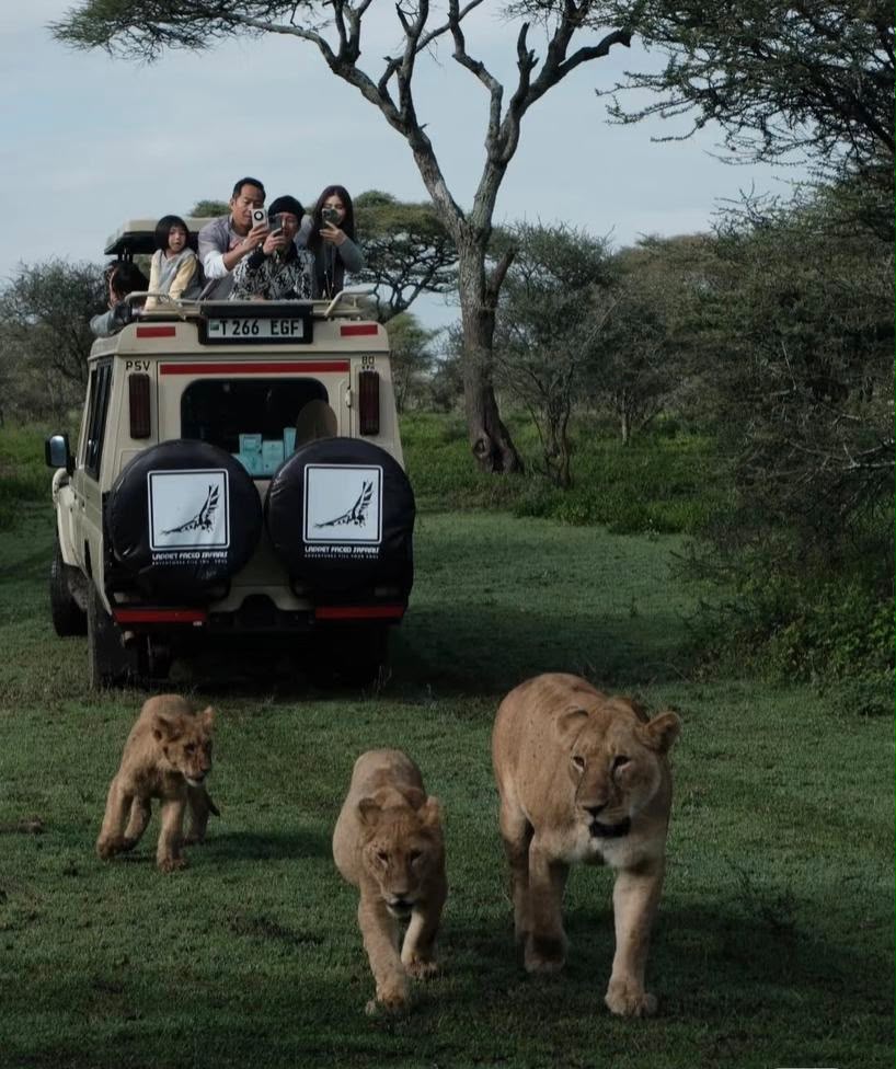 Lionesses and cubs walking along the track behind a Lappet Faced Safaris vehicle as guests watch from the roof