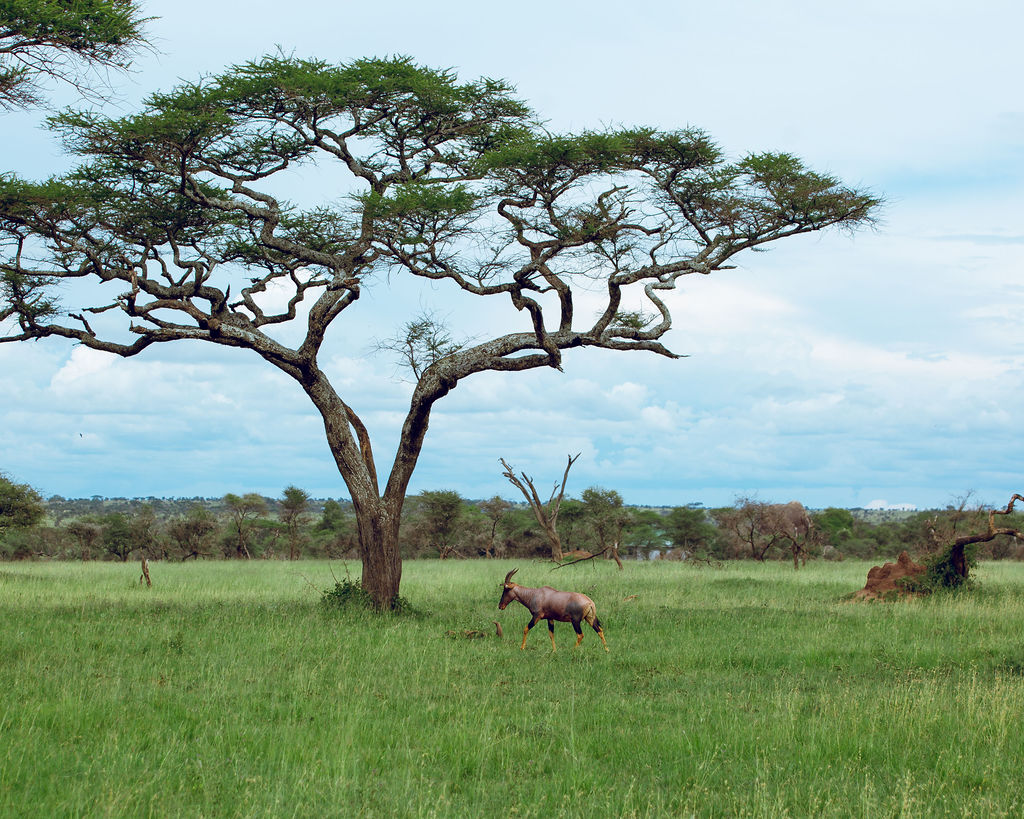 A single flat-topped acacia standing on open plains