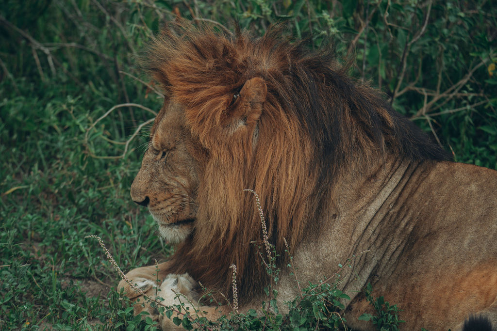Male lion resting in the shade, head raised