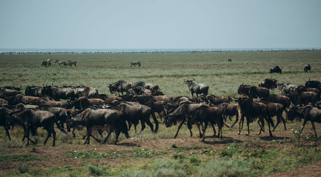 Long column of wildebeest moving across the plains