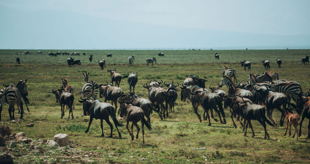 Migration herds spread across a wide open plain