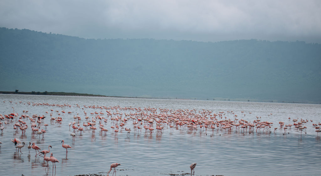 Flamingos on the crater floor lake with the Ngorongoro crater wall rising behind