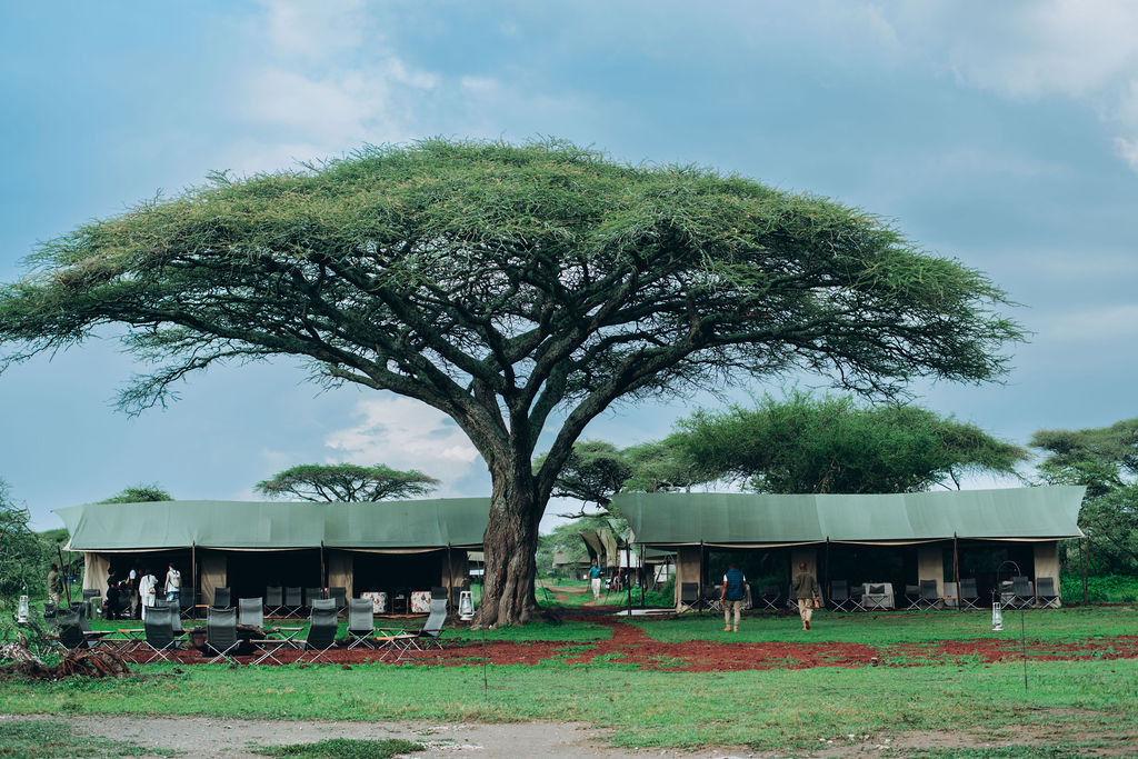 Safari tented camp pitched beneath a broad flat-topped acacia