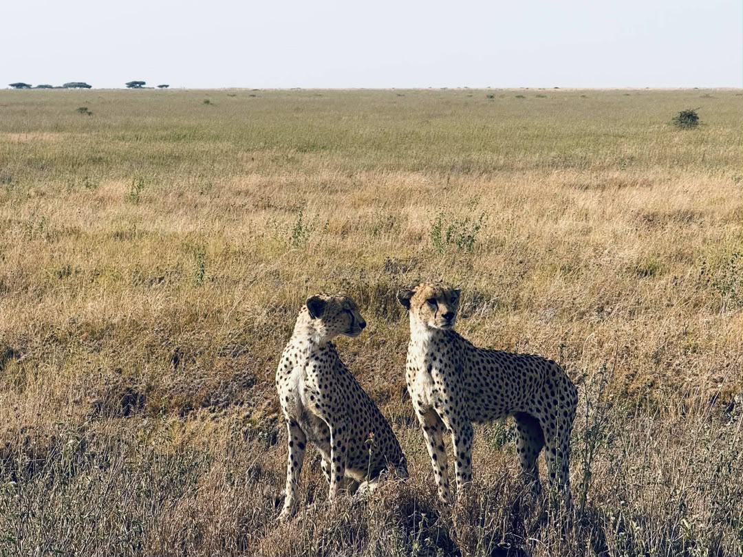 Two cheetahs standing alert in golden grass