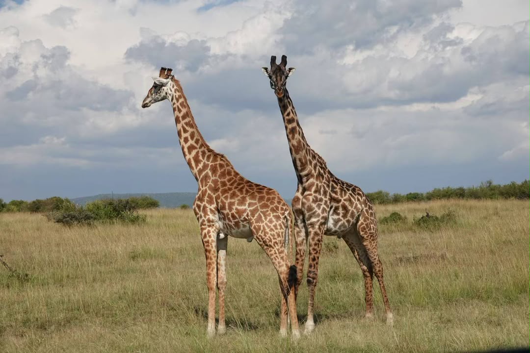 Two giraffes standing together on open grassland
