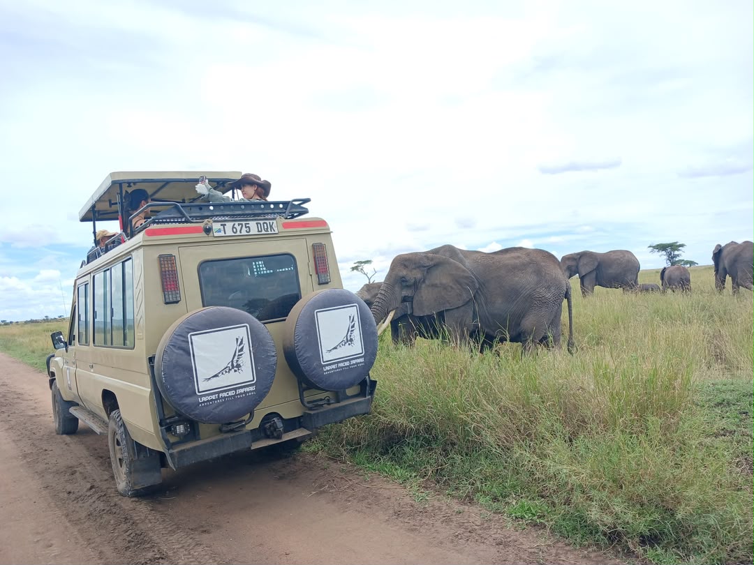 Safari vehicle stopped beside a herd of elephants in long grass