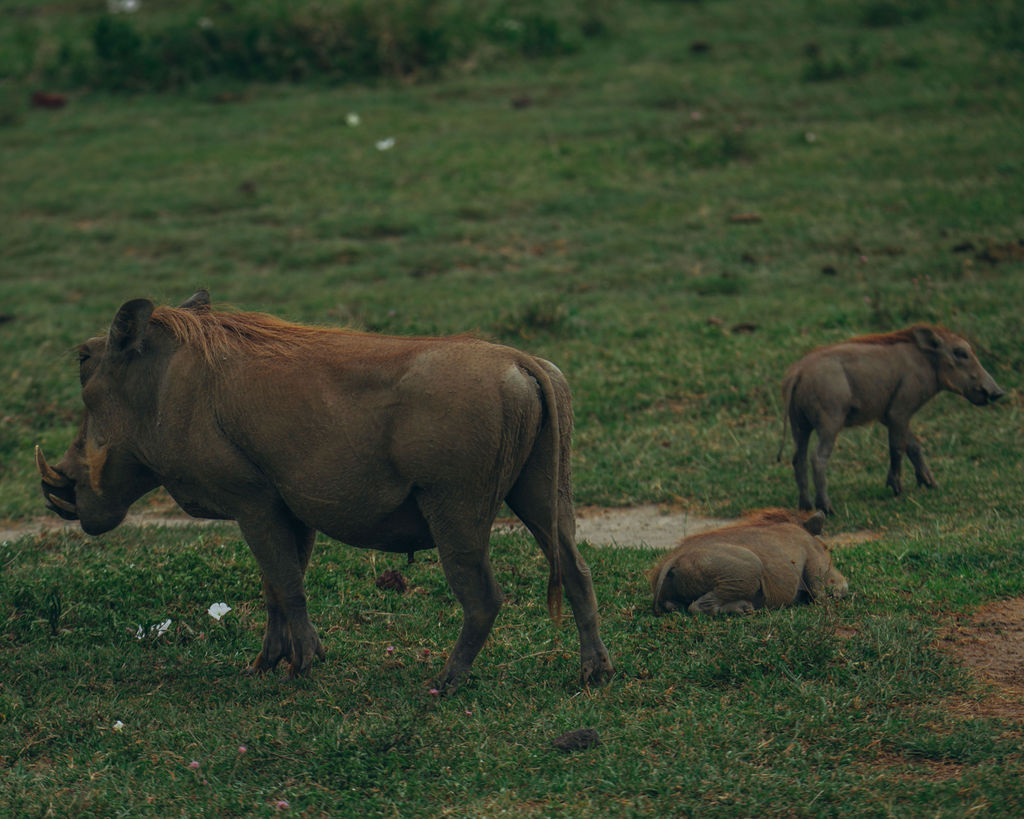 Warthogs grazing on open grass