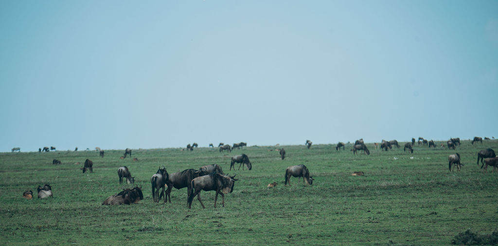 Wildebeest herd spread across wide green plains