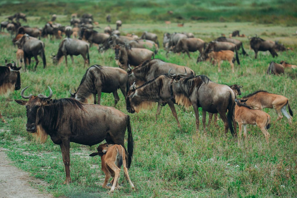 Wildebeest herd with young calves on green grassland