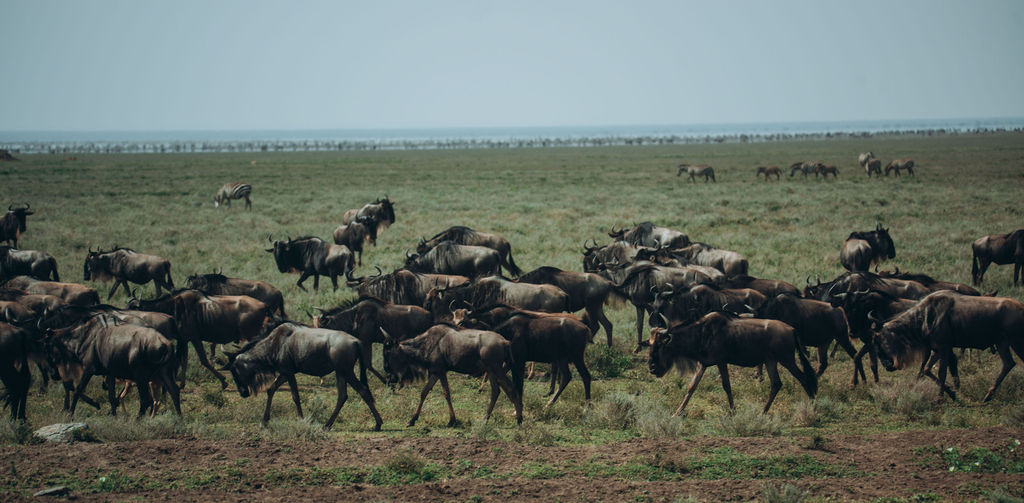 Wildebeest massed across the plain to the horizon