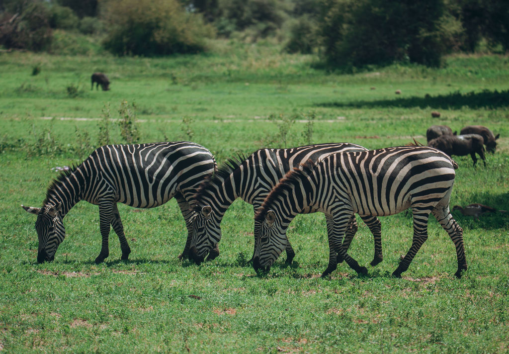 Zebras grazing on lush green grassland