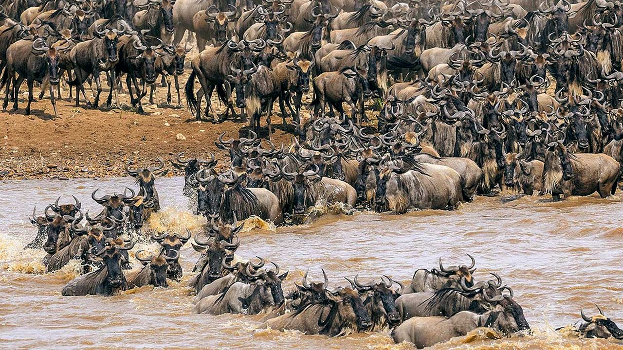 Wildebeest crossing a river on migration safari
