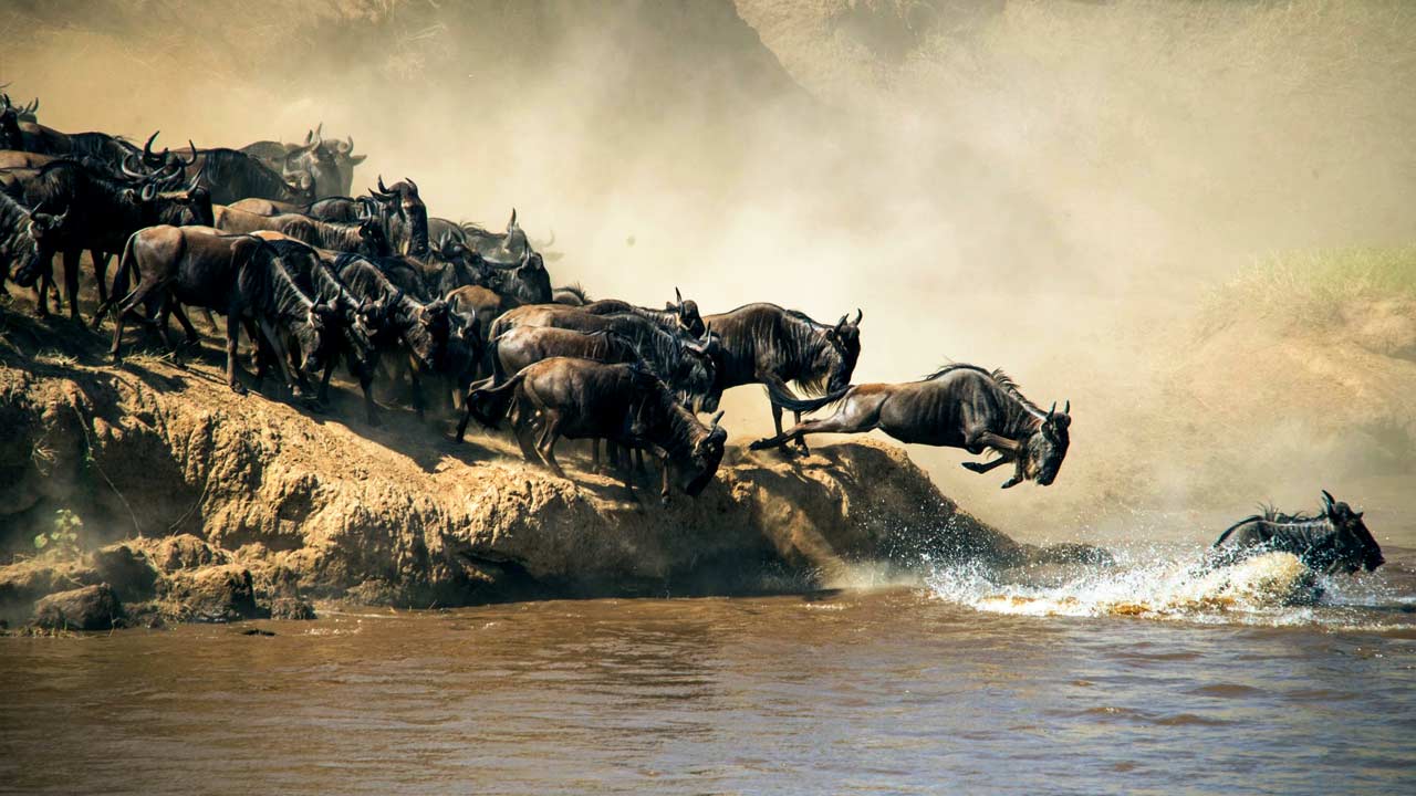 5 Days Ndutu Safari Calving Season