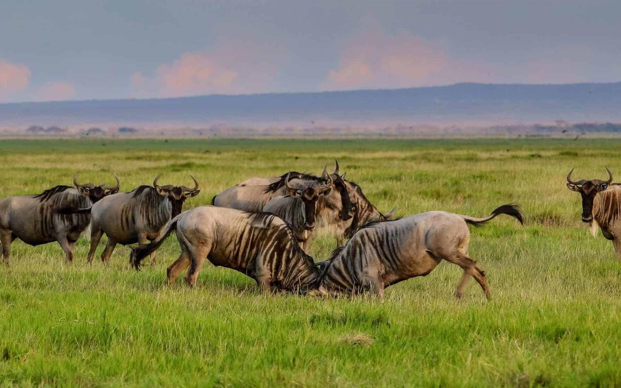 9 Days Serengeti Safari During Calving Season