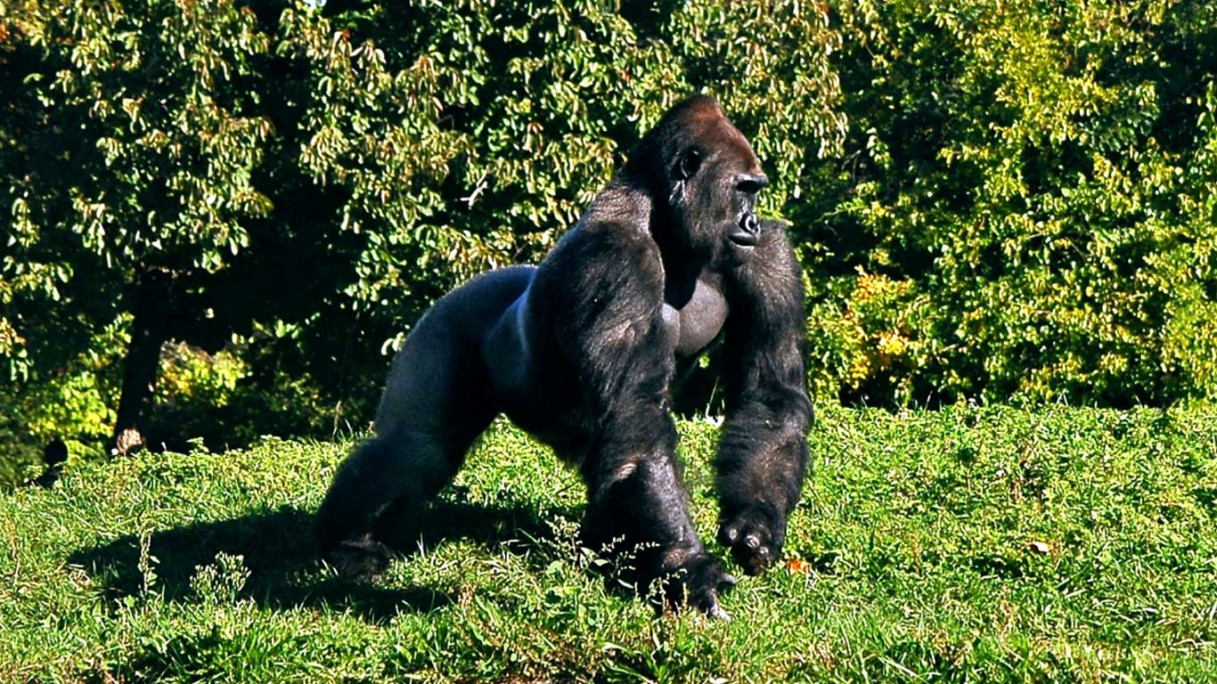 4 Day Mountain Gorilla Safari